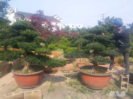 16公分造型罗汉松