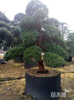 30公分造型日本罗汉松