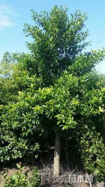 10公分岭南山竹子