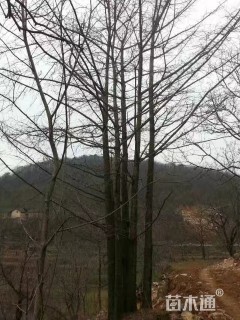 150公分丛生银杏