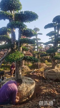 30公分造型椤木石楠