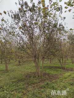 高度650厘米丛生元宝枫