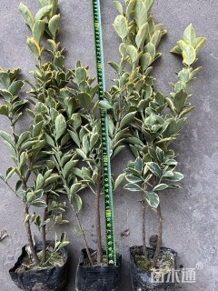 高度40厘米金边黄杨