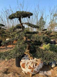 移栽苗造型罗汉松