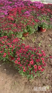 高度30厘米大丽花