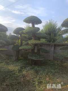 21公分造型对节白蜡