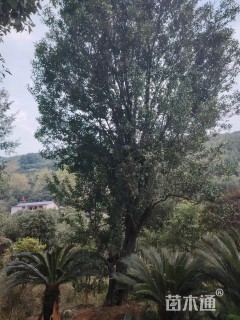 高度700厘米金弹子