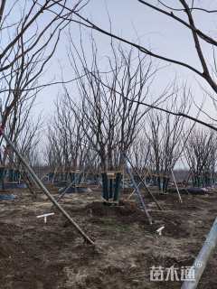 75公分(4杆)丛生朴树