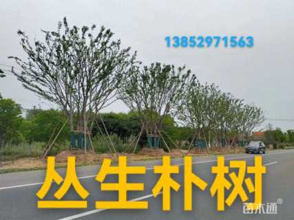 60公分(4杆)丛生朴树