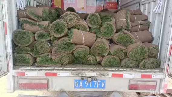 草卷状果岭草