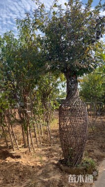 2.5公分紫薇花瓶