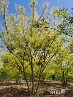 高度350厘米丛生金枝槐