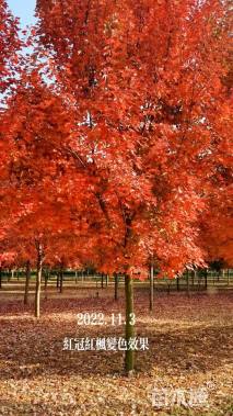 12公分美国红枫-红冠