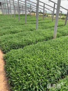 高度30厘米马鞭草