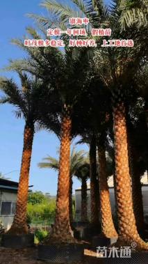 裸干高400厘米银海枣