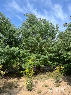 8公分(5杆)丛生乌桕