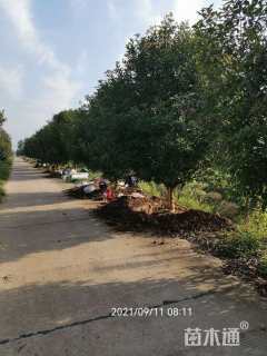 10公分红叶石楠