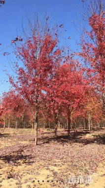 15公分美国红枫