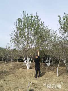 高度500厘米丛生元宝枫