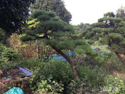 高度400厘米黑松