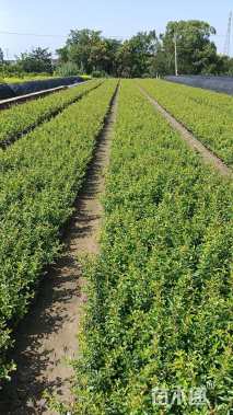 高度25厘米火棘