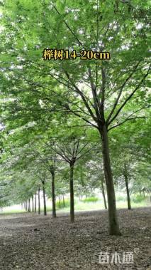 20公分榉树