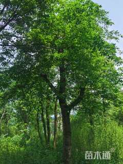 80公分朴树