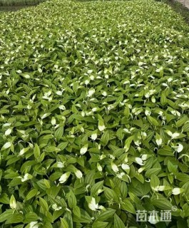 高度40厘米三白草