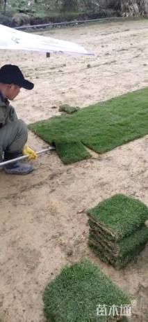 草卷状马尼拉草