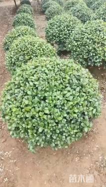 120公分无刺枸骨