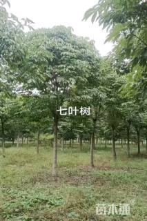 15公分七叶树