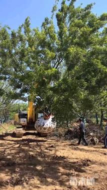 20公分造型朴树