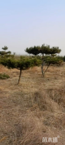 20公分造型油松