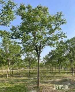 15公分栾树