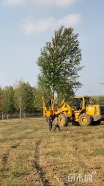 20公分美国红枫