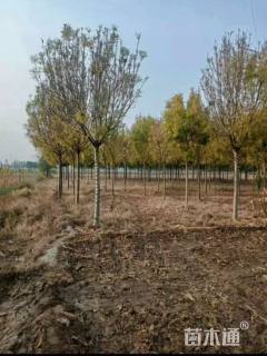 15公分金枝白蜡