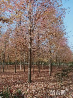 15公分美国红枫