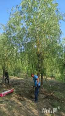 15公分金丝垂柳