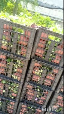 高度20厘米凤仙花