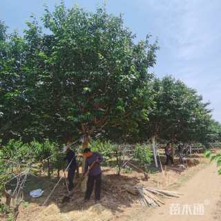 17公分红粉佳人樱