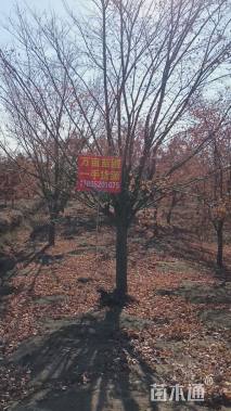 25公分日本红枫