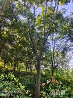 23公分黄山栾树