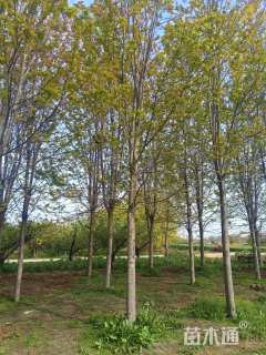 20公分美国红枫