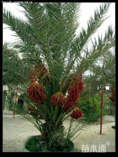 裸干高10厘米加拿利海枣