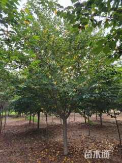 55公分丛生女贞