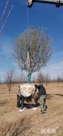 30公分八棱海棠