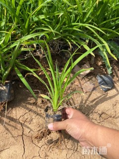 高度15厘米红宝石萱草