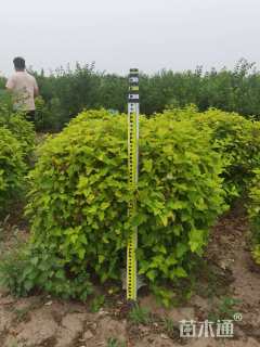 高度150厘米太平花