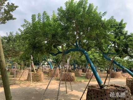 22公分红果冬青