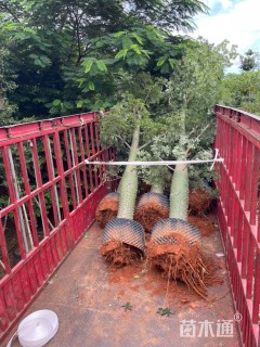 30公分大腹木棉